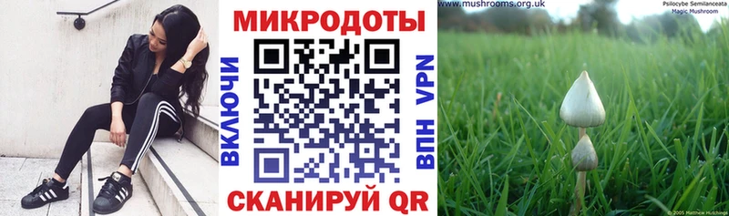 Галлюциногенные грибы Psilocybine cubensis  Рыбинск 